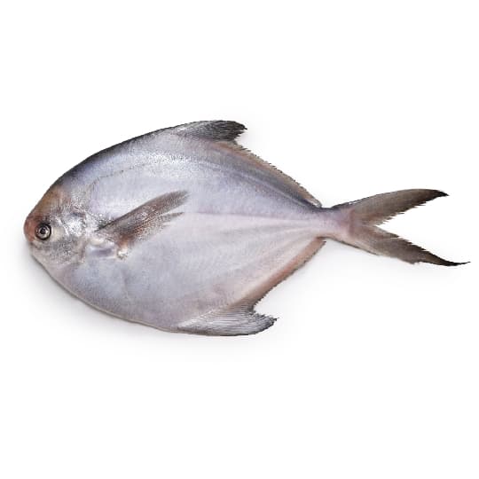 White Pomfret Fish (300-400g)