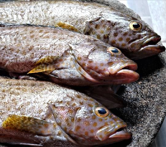 Grouper Fish (600-700g)