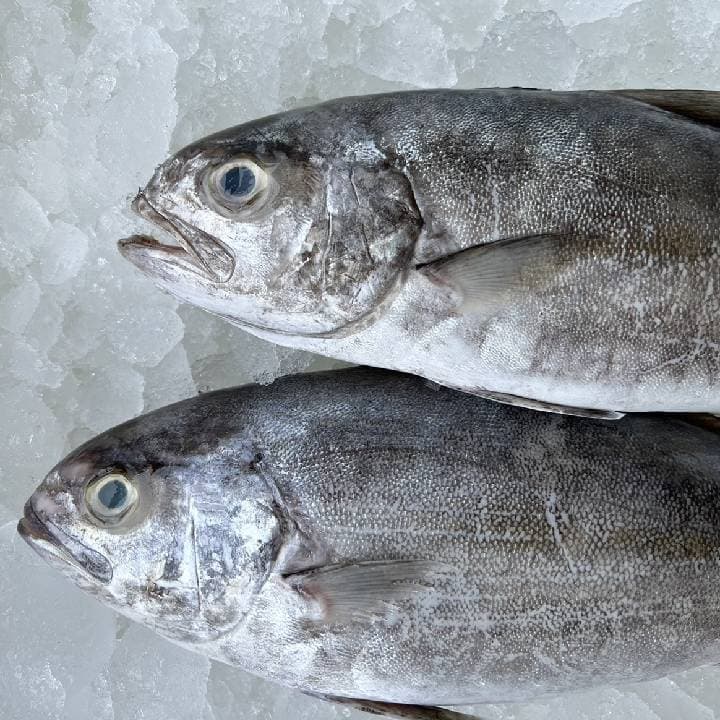 Black-Banded Trevally Fish (500-600g)