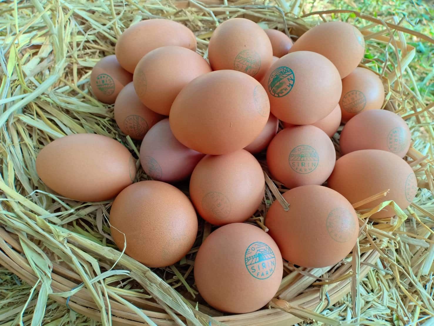 Organic Free Range Eggs (50g) – 30 Pcs.