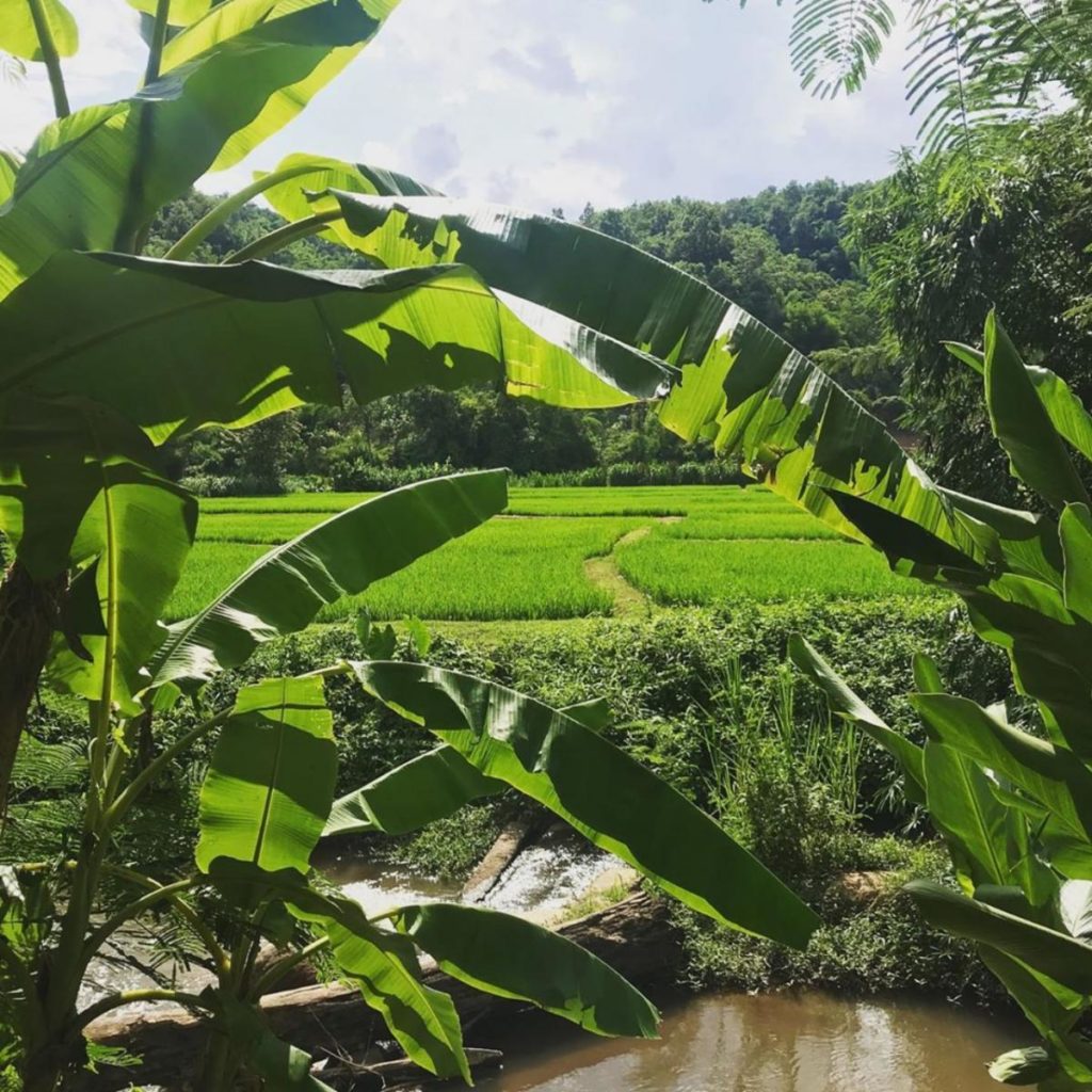 Sirin Farm organic farm in Chiang Rai Thailand